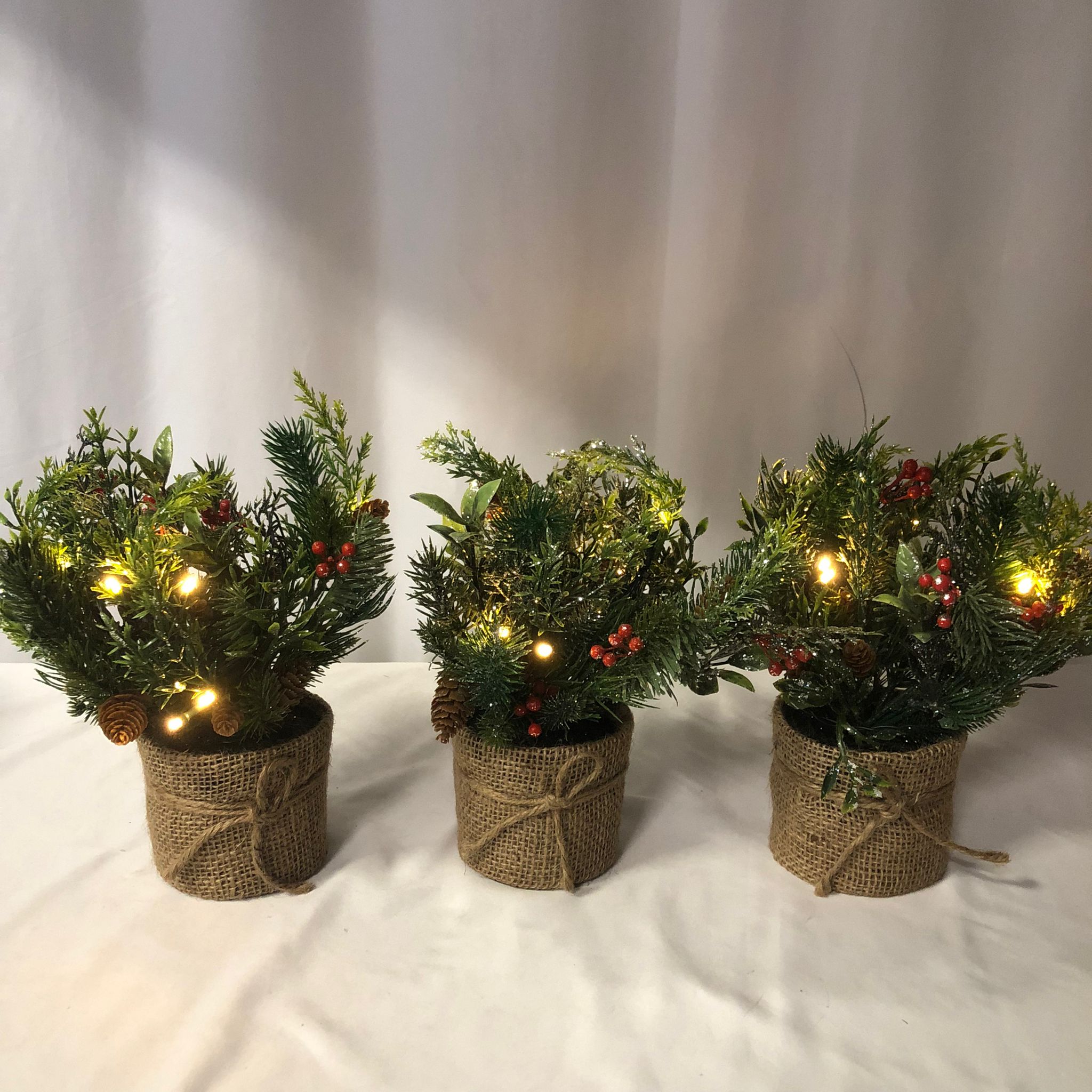 Set of 3 Mini Christmas Greens in Pots
