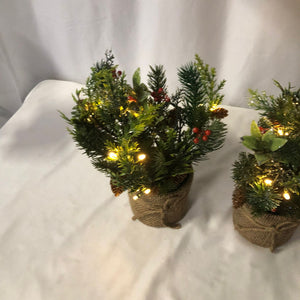 Set of 3 Mini Christmas Greens in Pots
